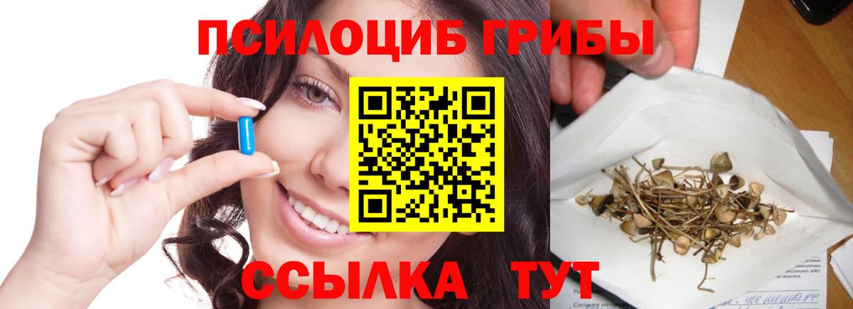 Галлюциногенные грибы Psilocybe Гурьевск